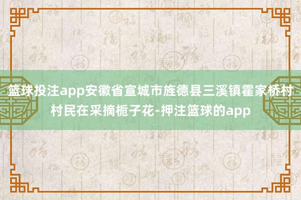 篮球投注app安徽省宣城市旌德县三溪镇霍家桥村村民在采摘栀子花-押注篮球的app